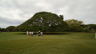 IMG_20130520_日立の木.jpg
